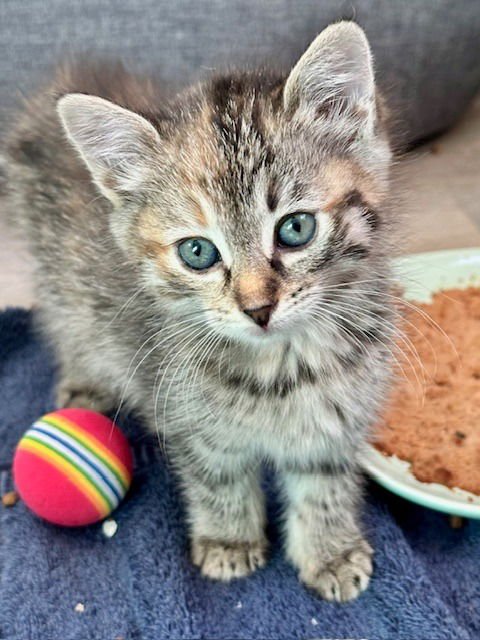 TOPAZ-NO LONGER ACCEPTING APPLICATIONS