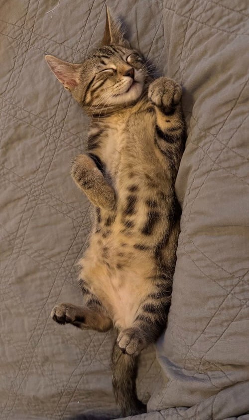 DOYLE - Domestic Short Hair available for adoption