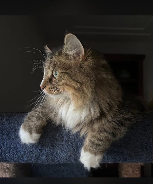 ELEANOR - Domestic Long Hair available for adoption