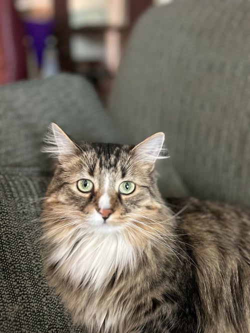 ELEANOR - Domestic Long Hair available for adoption
