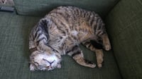 Biggie (FIV+) KNA Berry - Photo 3