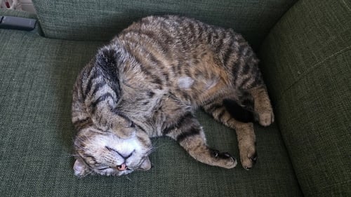 BIGGIE (FIV+) - Domestic Short Hair available for adoption