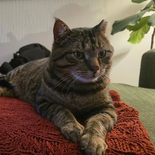 BIGGIE (FIV+) - Domestic Short Hair available for adoption