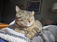 Biggie (FIV+) KNA Berry - Photo 4