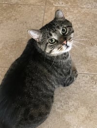 Biggie (FIV+) KNA Berry - Photo 2