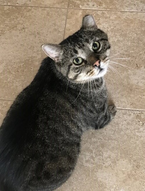 BIGGIE (FIV+) - Domestic Short Hair available for adoption