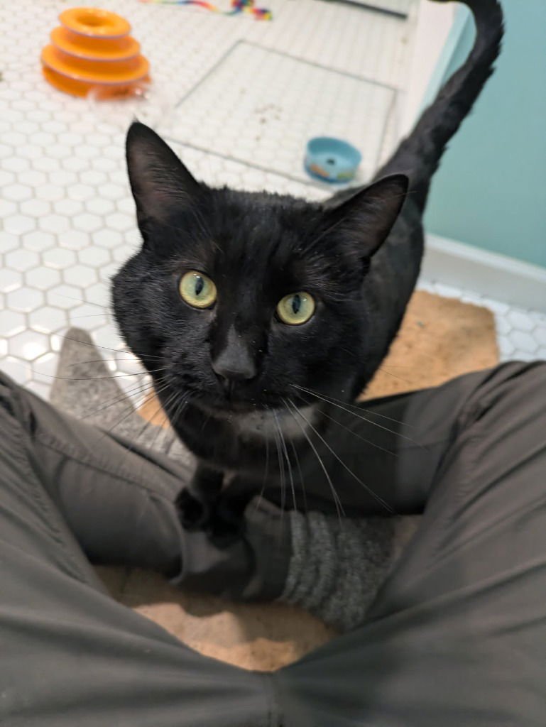 MARKUS - Domestic Short Hair available for adoption