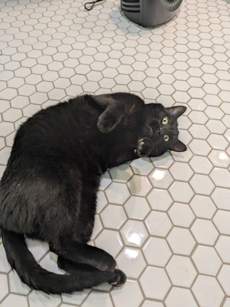 MARKUS - Domestic Short Hair available for adoption