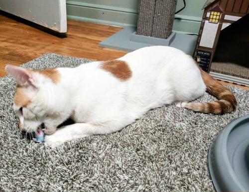 DOT (FIV+) - Domestic Short Hair available for adoption