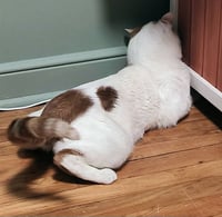 Dot (FIV+) - Photo 4