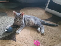 Johnnie Mae / Salsa (FIV+) - Photo 4
