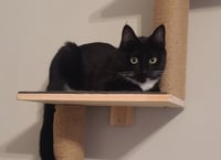 Johnnie Mae / Salsa (FIV+) - Photo 3