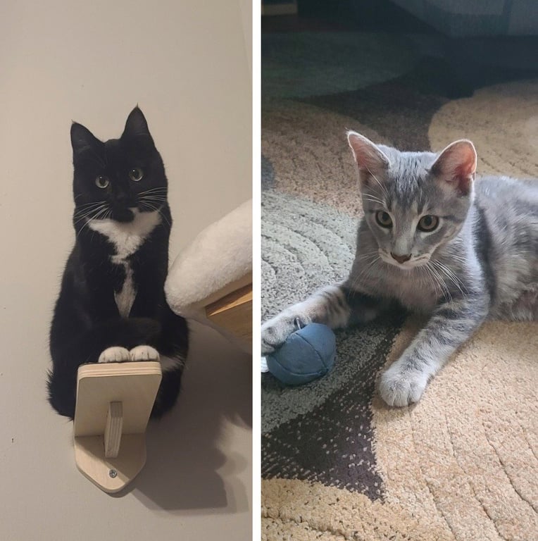 Johnnie Mae / Salsa (FIV+) Image
