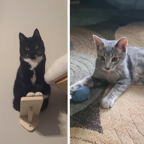 JOHNNIE MAE / SALSA (FIV+) - Domestic Short Hair available for adoption
