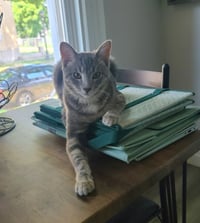 Johnnie Mae / Salsa (FIV+) - Photo 2