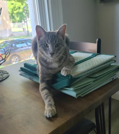 JOHNNIE MAE / SALSA (FIV+) - Domestic Short Hair available for adoption