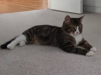 Daphne - Photo 4