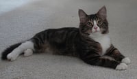 Daphne - Photo 2