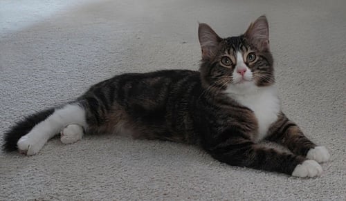 DAPHNE - PENDING ADOPTION - Domestic Medium Hair available for adoption