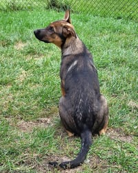 Ryker - Photo 2