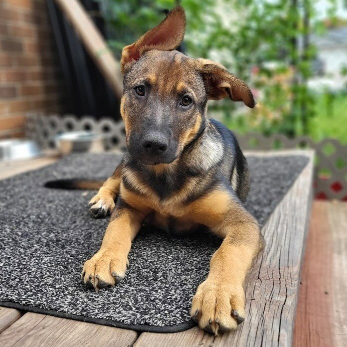 Ryker Image
