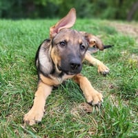 Ryker - Photo 4