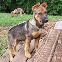 Ryker - Photo 3
