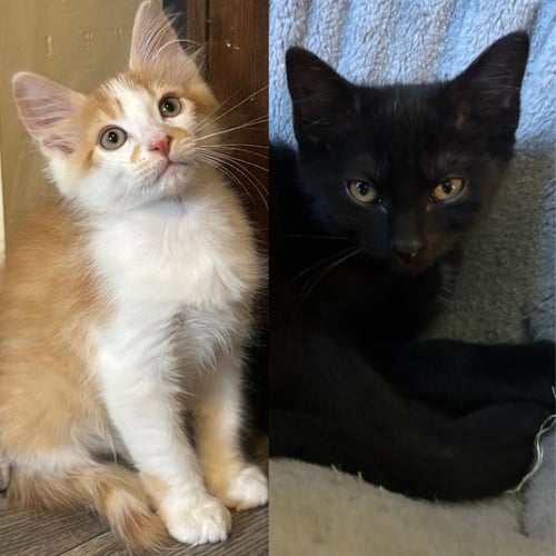 APOLLO / BYNX - Domestic Short Hair available for adoption