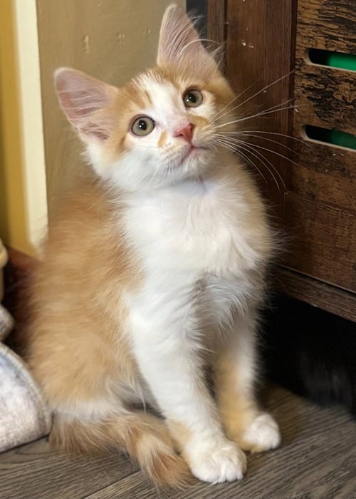 APOLLO / BYNX - Domestic Short Hair available for adoption
