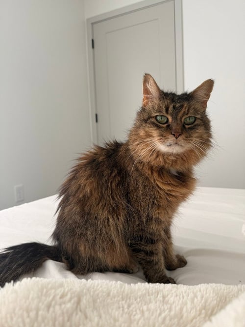 MISTY - Domestic Long Hair available for adoption