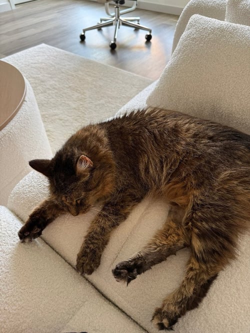 MISTY - Domestic Long Hair available for adoption