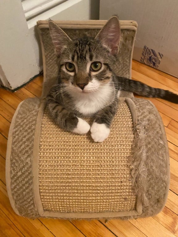 Nick Rivers (FeLV+) Image