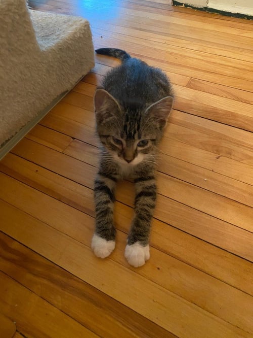 NICK RIVERS (FELV+) - Domestic Short Hair available for adoption
