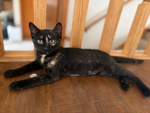 SOLENSIA / TORB - Domestic Short Hair available for adoption