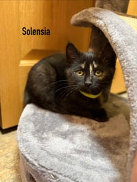 Solensia / Torb - Photo 3