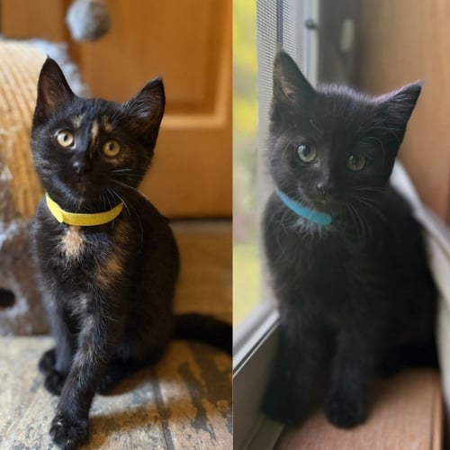 SOLENSIA / TORB - Domestic Short Hair available for adoption
