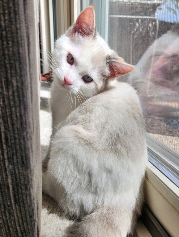Ithaca - Pending Adoption Image