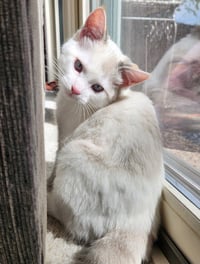 Ithaca - Pending Adoption - Photo 1