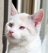 Ithaca - Pending Adoption - Photo 2