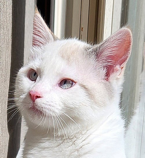 ITHACA - PENDING ADOPTION - Domestic Short Hair available for adoption