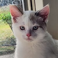 Ithaca - Pending Adoption - Photo 4