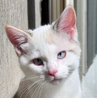 Ithaca - Pending Adoption - Photo 3