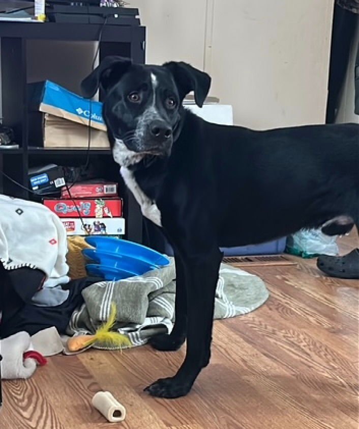 CHAOS - Labrador Retriever / Great Dane available for adoption