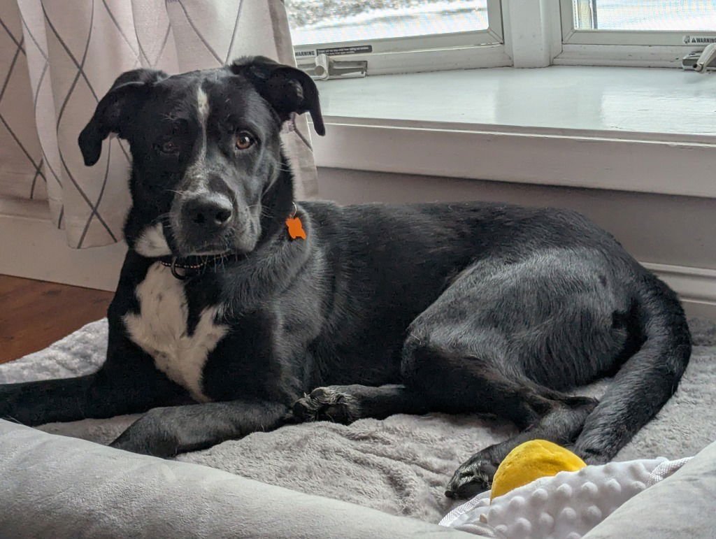 CHAOS - Labrador Retriever / Great Dane available for adoption