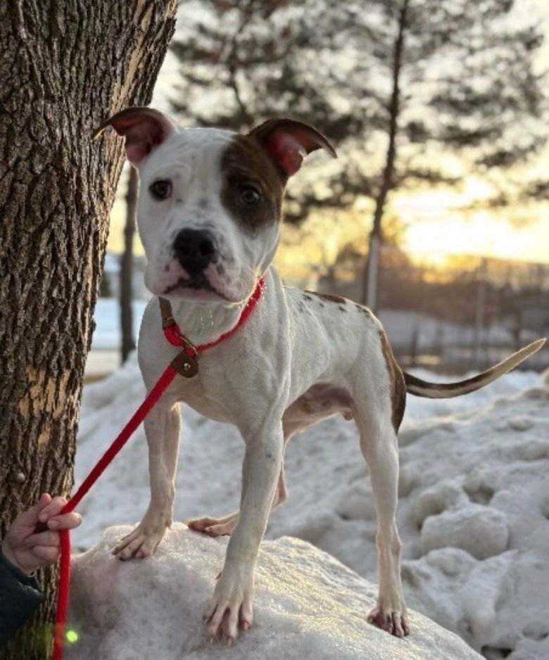 GOOSE - Pit Bull Terrier / Terrier available for adoption