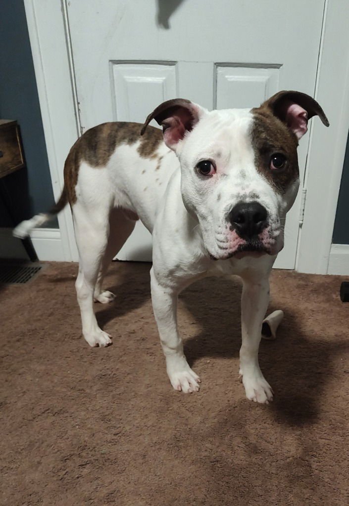 GOOSE - Pit Bull Terrier / Terrier available for adoption