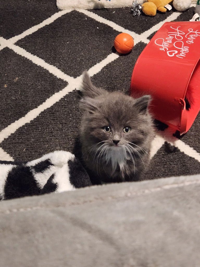 GREYSON (SPECIAL NEEDS) - Domestic Short Hair available for adoption