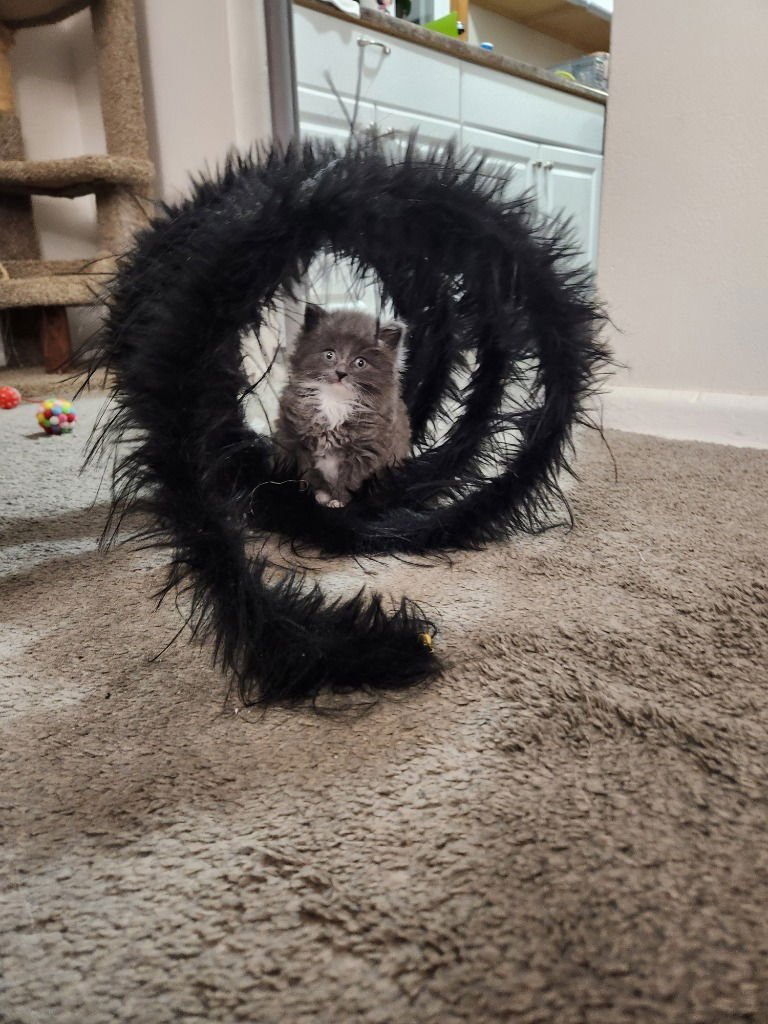 Greyson (Special Needs) - Photo 3