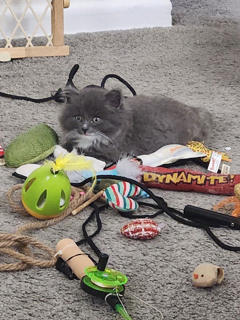 Greyson (Special Needs) - Photo 4