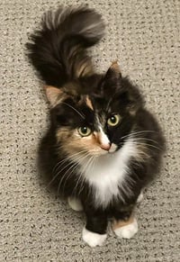 Blackie / Princess - Photo 4